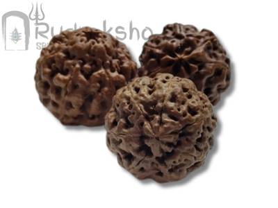Seven Mukhi Rudraksha from Papua